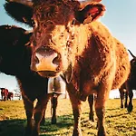 Homnest - Confins Des Domes - Volvic & Vulcania